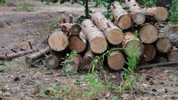 A probléma az erdőirtás. Hatalmas naplók kidöntött fák erdei talajon rejlik. Hajtogatott fák a földön. Az újonnan kivágott fa csonkot — Stock videók