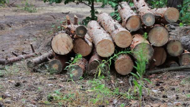 Problemet med avskogning. Enorma stockar från fällda träd ligger i skogen på marken. Vikta träd på marken. Stubbe från nyligen fällda träd — Stockvideo