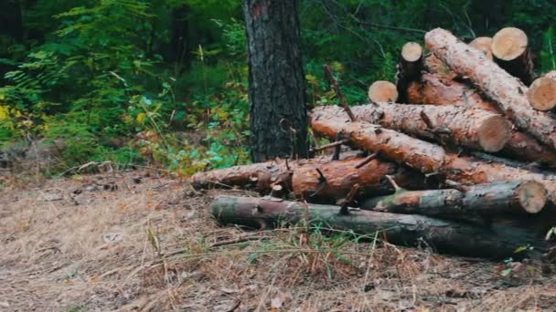 Κούτσουρο από πρόσφατα καταρριφθε ' ν δέντρο. Τεράστια αρχεία καταγραφής από υλοτομημένα δένδρα βρίσκονται στο δάσος στο έδαφος. Διπλωμένο δέντρα στο έδαφος. Το πρόβλημα της αποψίλωσης των δασών. — Αρχείο Βίντεο