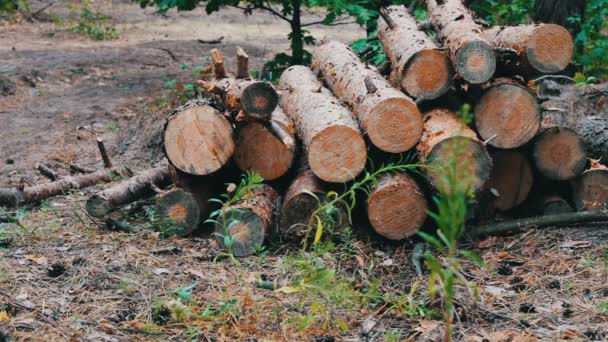 Enorme logs van gekapte bomen liggen in bos op de grond. Gevouwen bomen op de grond. Het probleem van de ontbossing. Stomp van een nieuw gevelde boom — Stockvideo