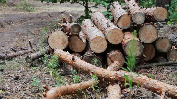 El problema de la deforestación.Enormes troncos de árboles talados yacen en el bosque en el suelo.Árboles plegados en el suelo.tocón de árboles recién talados — Vídeo de stock