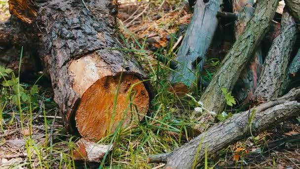 Yeni kesilen ağaçtan stump. Ormandaki kesilen ağaç. Ormansızlaşma sorunu — Stok video
