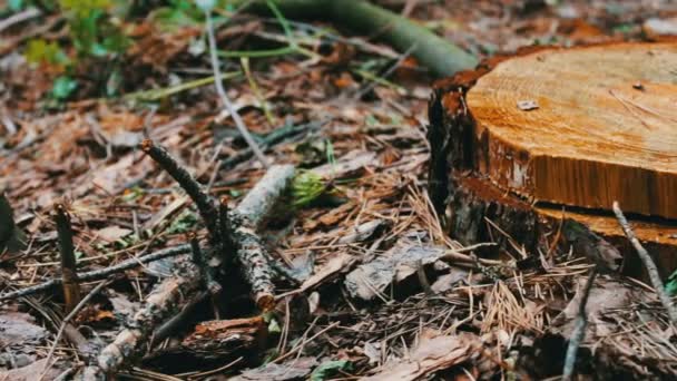 Пень з нещодавно впалого дерева. Лісове дерево в лісі. Проблема вирубки лісів — стокове відео