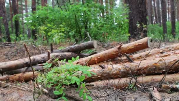 Umgeknickte Bäume auf dem Boden. Stumpf von neu gefällten Baum.Riesige Stämme von gefällten Bäumen liegen im Wald auf dem Boden. das Problem der Entwaldung. — Stockvideo