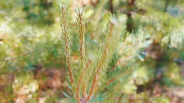 Pine branches with cones swaying in the wind. Close-up.Young green branches from a pine or a fir tree waving in the wind in the forest on summer day — Stock Video
