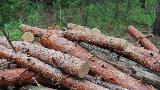 Árboles plegados en el suelo de cerca.El problema de la deforestación.Enormes troncos de árboles talados yacen en el bosque en el suelo.tocón de árboles recién talados — Vídeo de stock