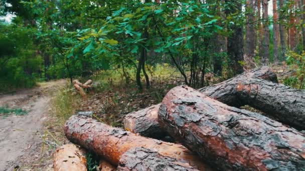 Ormanda yere kesilen büyük günlükleri. Ormansızlaşma sorunu. Ormanın içinde kesilen ağaç gövdeleri — Stok video
