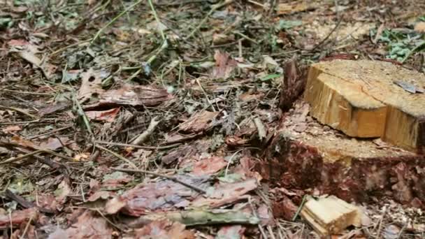 Řezaný kmen v lese. Kmen stromu byl pouze snížit a nechal piliny a okolí — Stock video