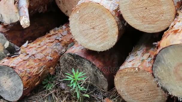 Problem wylesiania. Ogromny logi z drzewa ścięte leżą w lesie na ziemi. Składany drzew na ziemi. Kikut z nowo ścięte drzewo — Wideo stockowe