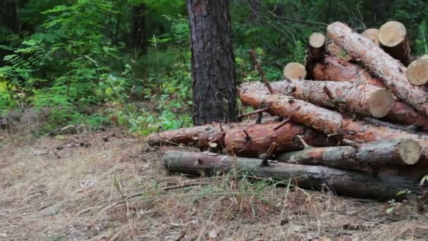 Hajtogatott fák a földön. A probléma az erdőirtás. Hatalmas naplók kidöntött fák erdei talajon rejlik. Az újonnan kivágott fa csonkot — Stock videók