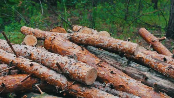 Stomp van pas gevelde boom. Enorme logs van gekapte bomen liggen in het bos op de grond. Gevouwen bomen op de grond. Het probleem van de ontbossing. — Stockvideo