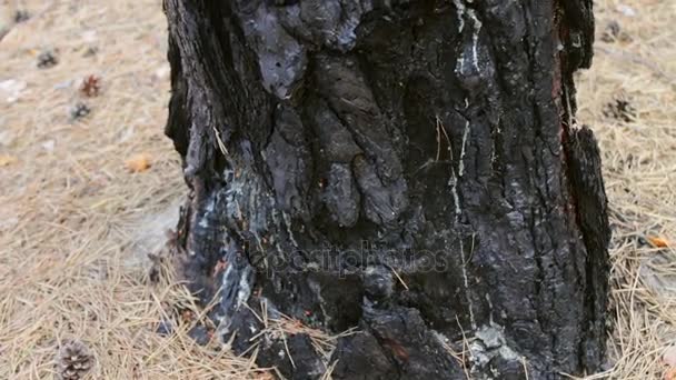 Сгоревший ствол дерева с близкого расстояния. Пожар в лесу повредил сосну . — стоковое видео