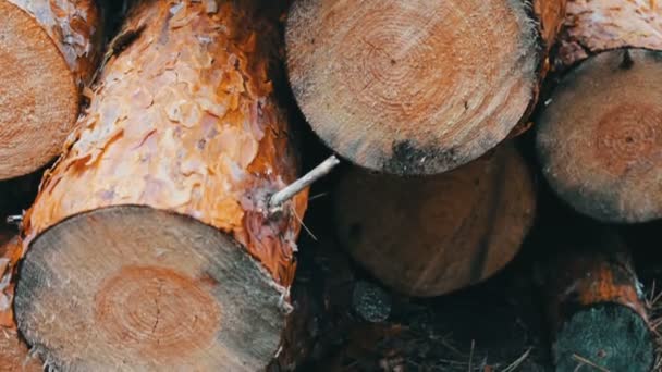 Grote logboeken geveld in het forest op de grond. Het probleem van de ontbossing. Gekapte boomstammen in het bos — Stockvideo