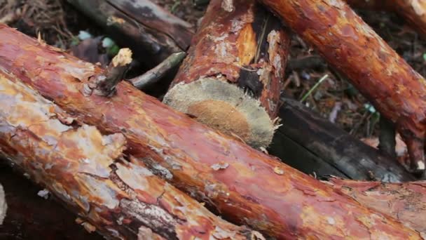 Pohon terlipat di tanah dekat up.Masalah deforestasi.Huge log dari pohon ditebang berbaring di hutan pada ground.Stump dari pohon baru ditebang — Stok Video