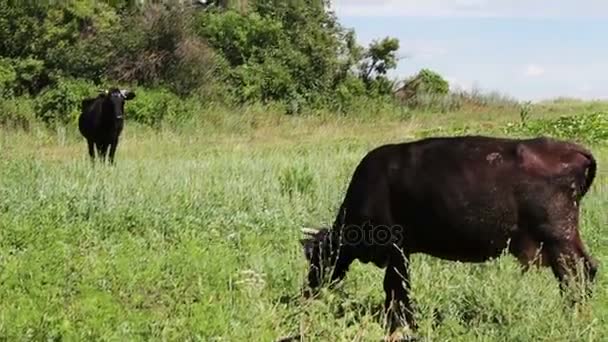 Cows of black color eating grass in meadow — Stock Video