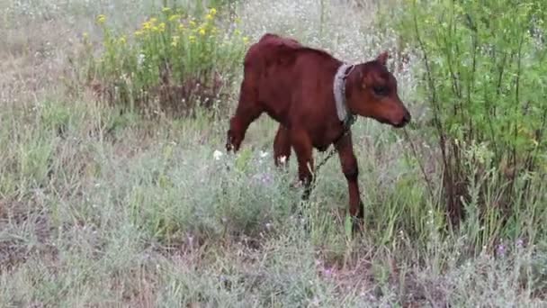 Legrační mládě pastviny v louce — Stock video