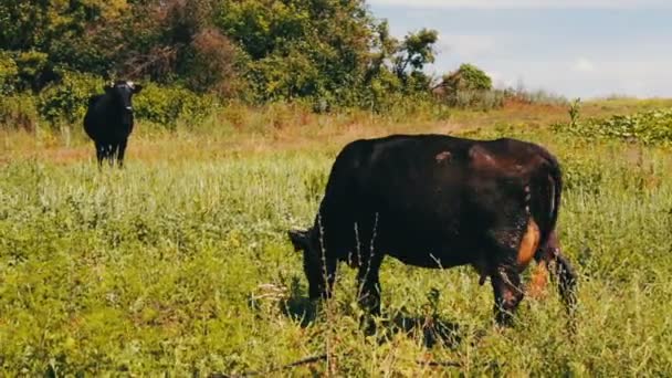 Black large cows eat grass on meadow. An agricultural animal is grazing — Stock Video