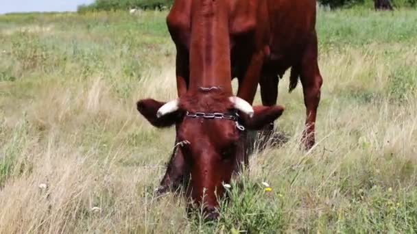 Eine große gehörnte rote Kuh, die im Sommer auf der Wiese weidet — Stockvideo