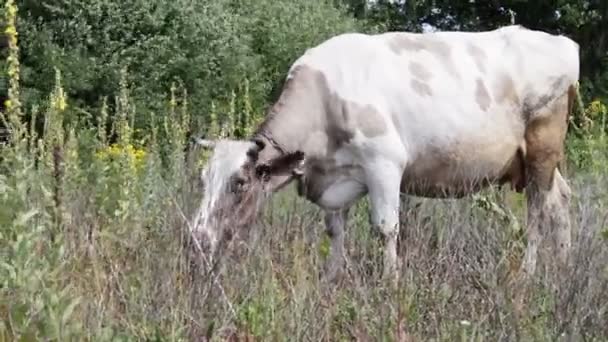Grosse vache blanche mange de l'herbe sur une prairie 