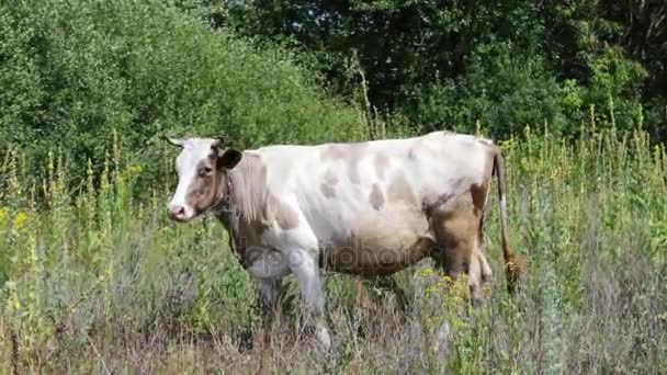Grosse vache blanche mange de l'herbe sur une prairie 