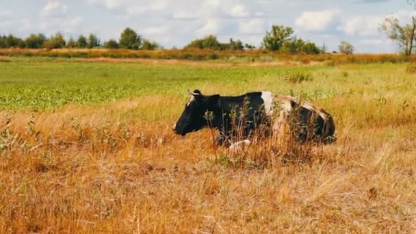 La vache noire et blanche repose sur le sol et mâche de l'herbe 