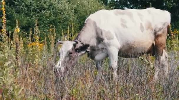 Grosse vache blanche mange de l'herbe sur une prairie — Video