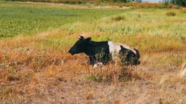 Siyah ve beyaz inek yerde yatıyor ve çim çiğniyor