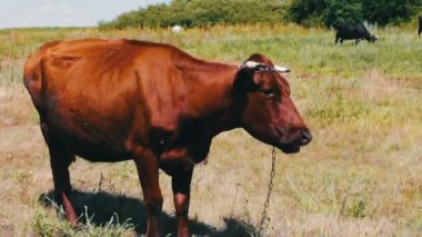 Kırmızı inek çayırda otlatma ve yeşil, sulu çim yeme