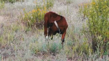Genç küçük Kızıl saçlı buzağı çayırda otlatma