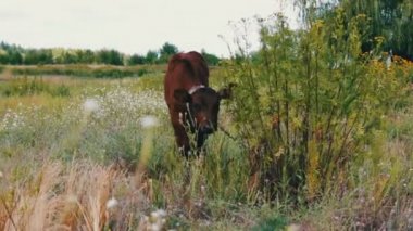 Genç küçük Kızıl saçlı buzağı çayırda otlatma