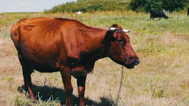 Рыжая корова, пасущаяся на лугу и поедающая зеленую, сочную траву — стоковое видео
