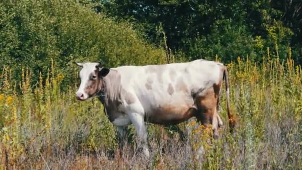 White big cow is eating grass on a meadow — Stock Video