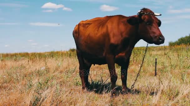 Red cow grazing in meadow and eating green, juicy grass — Stock Video