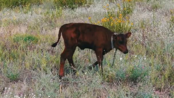 Little red calf grazing on meadow tied on a chain — Stock Video