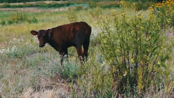 Young small red-haired calf grazing in meadow — Stock Video