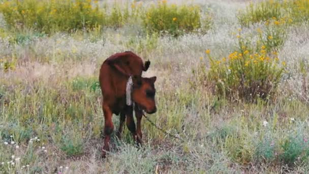 Маленький рыжий теленок, пасущийся на лугу — стоковое видео