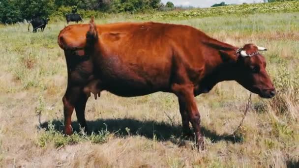 Vaca roja pastando en el prado y comiendo hierba verde y jugosa — Vídeo de stock