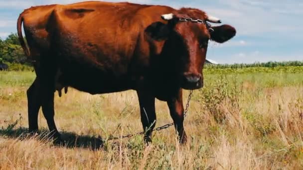 Kırmızı inek çayırda otlatma ve yeşil, sulu çim yeme — Stok video