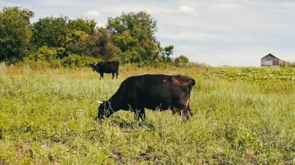 Black large cows eat grass on meadow. An agricultural animal is grazing — Stock Video