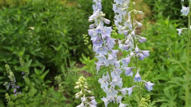 Lovely and delicate flowers bells grow in summer park — Stock Video