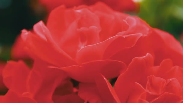 Розовые розы в парке, цветочный сад, нежные розы, растущие в саду, цветы с росой на лепестках, озеленение, кустарниковая роза, природа, сельская, красивая . — стоковое видео