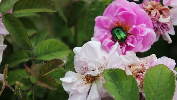 Arbustos florecientes de rosas rosadas en los que se asienta sobre un gran escarabajo verde — Vídeo de stock