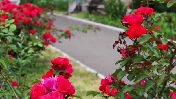 Arbustos de belas rosas floridas no parque de verão — Vídeo de Stock