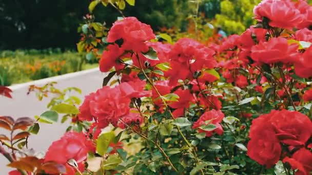 Ροζ τριαντάφυλλα στο πάρκο, κήπος λουλουδιών, τρυφερή τριαντάφυλλα καλλιέργεια στον κήπο, λουλούδια με δροσιά σε πέταλα, εξωραϊσμού, θάμνος τριαντάφυλλο, φύση, αγροτικό, όμορφη. — Αρχείο Βίντεο