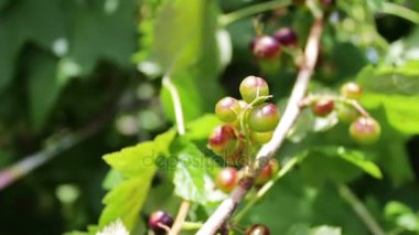 Hala yeşil kiraz ağacı üzerinde olgunlaşmamış meyveleri vardır