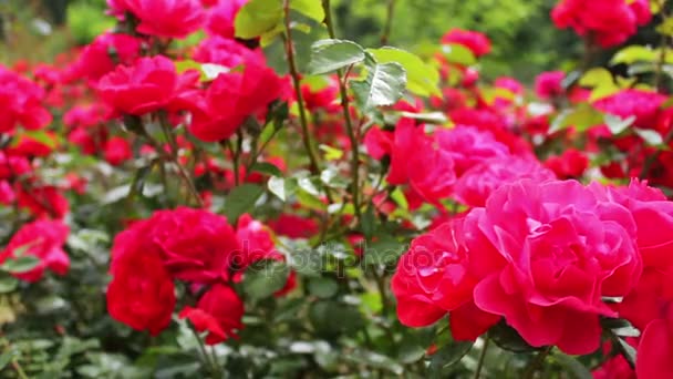 夏の公園の美しい緑豊かなピンクのバラは、ビューを閉じる — ストック動画