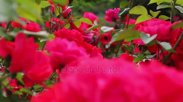 Vackra röda doftande lummiga rosor i park närbild. Rosa blommor blomma i trädgården — Stockvideo