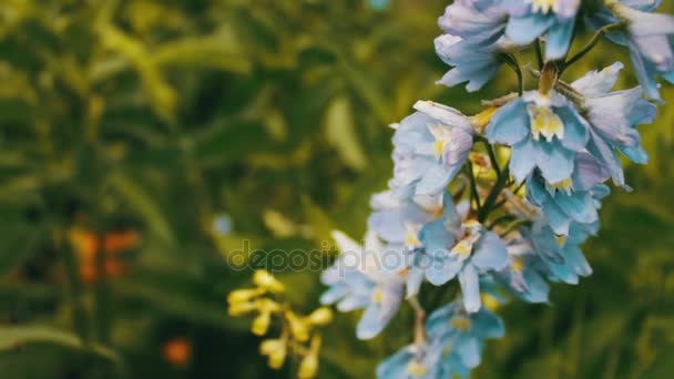 Mooie en delicate bloemen klokken groeien in de zomer park — Stockvideo