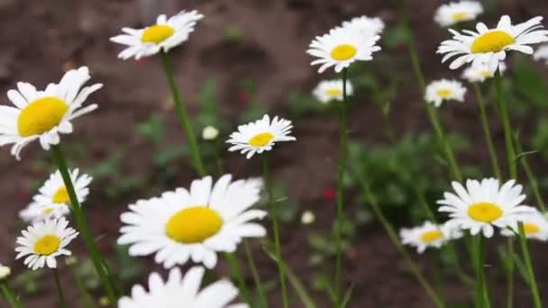Luxe bloeiende madeliefjes bloeien in de zomertuin — Stockvideo