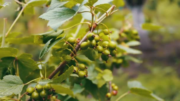 Zöld mahónia nő ág a kertben — Stock videók
